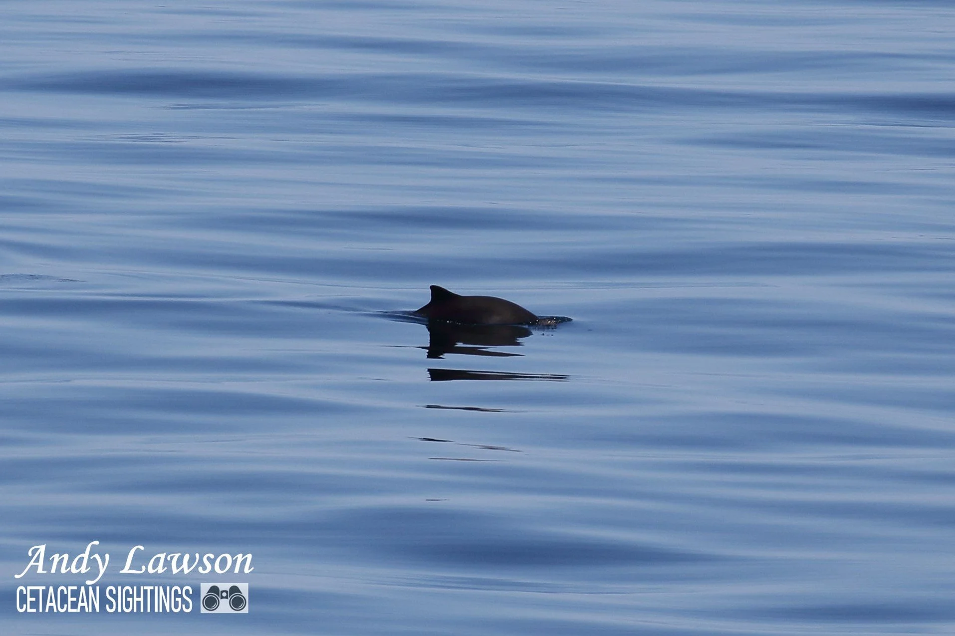 Whale Track Stories: Minke Madness in the Minch — Hebridean Whale